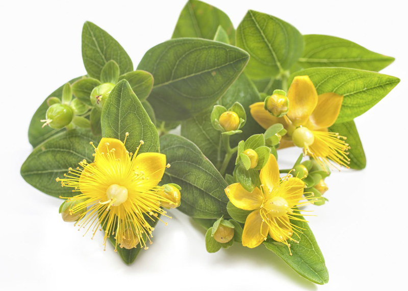 st john's wort for dogs