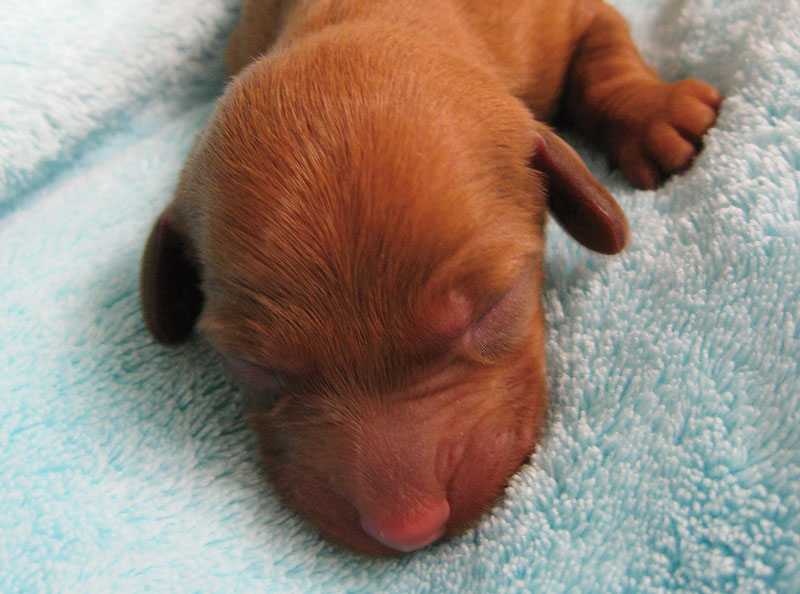 4 Steps To A Safer Pet C-Section