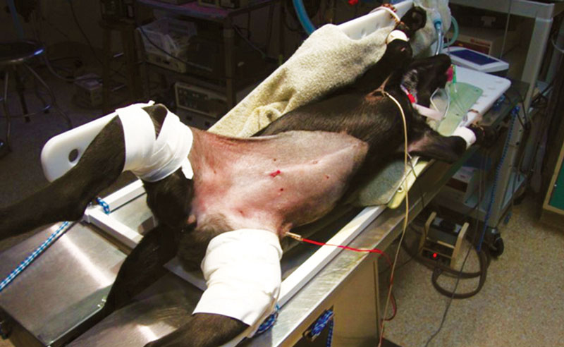 How the Laparoscopic-Assisted Spay Evolved