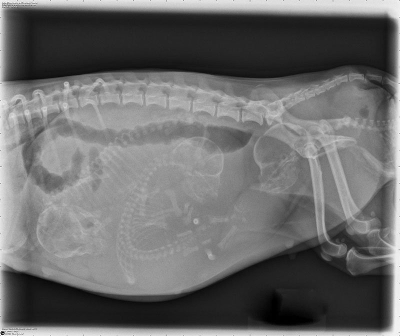Pet C-Section Checklist