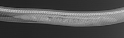 Get Ready For Your Close-ups! It’s X-ray Contest Time