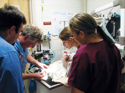 How One Clinic Promotes Pet Dental Health Month