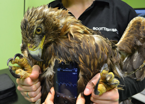 Tech, Service Seen As Top Growth Areas In Veterinary Profession