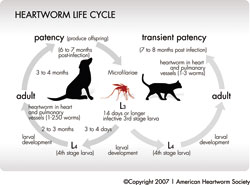Taming Heartworm