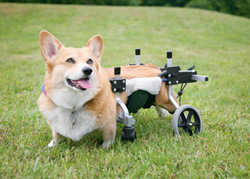 For The Mobility-Impaired, Try A Wheelchair Rental