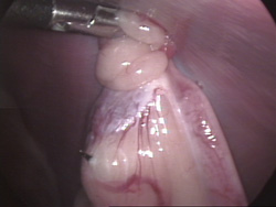 Laparoscopic Spays Are Not Just For Specialists