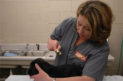 Crime Scene Vet Probes Cruelty Cases