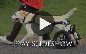 Sidestepping Senior Mobility Issues With Preventive Medicine