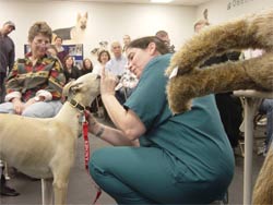 Prepare For Pet First-Aid Awareness