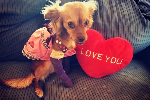 Funds Raised to Help Dog Whose Legs Were Broken on Purpose