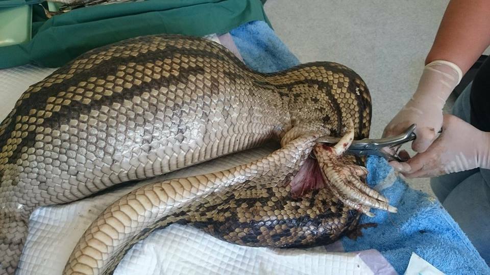 Veterinarian Removes Rooster Foot from Python's Belly