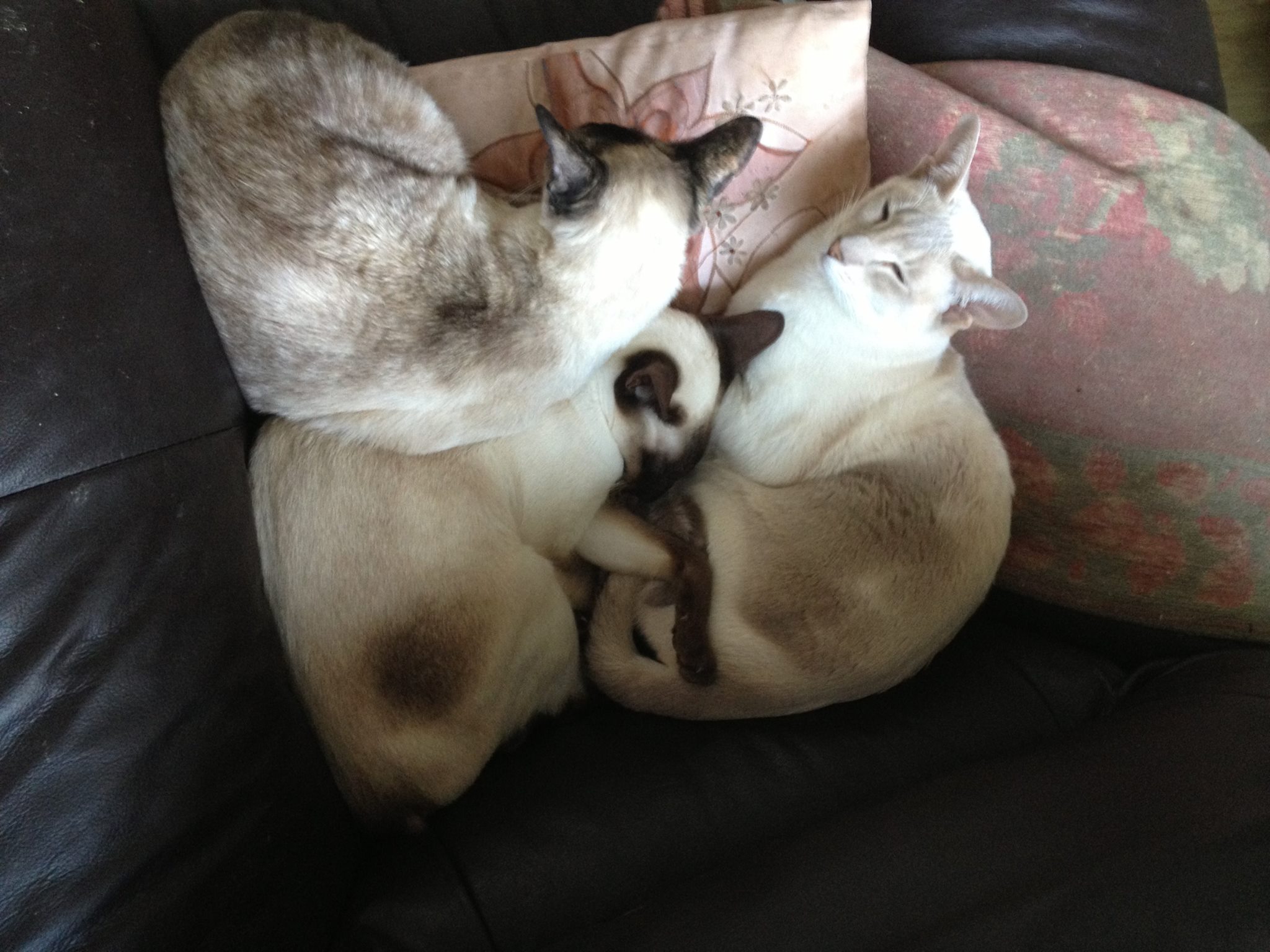 Cat Gets Accidentally Shipped 260 Miles Via Post
