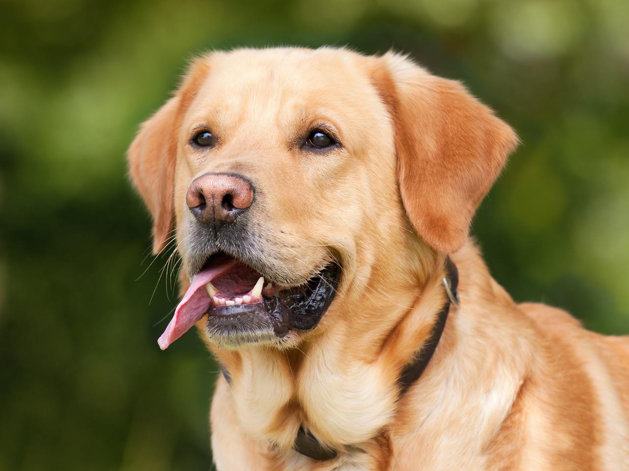 Study Shows that Canine AD Shares Significant Features of Human AD