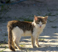 Vets Asked To Participate In Free Feral Cat Spay Day