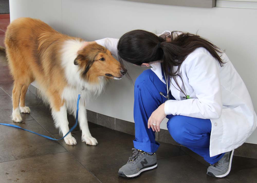 MSU Treats Dog Hit by Train