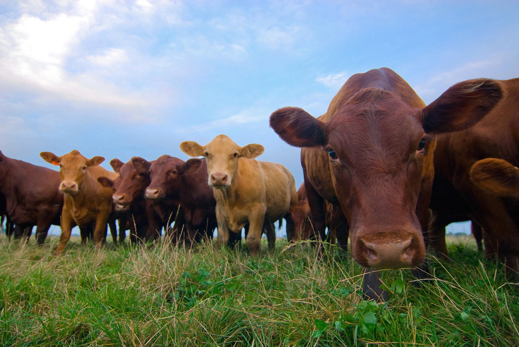 UC Davis to Host Beef Cattle Symposium
