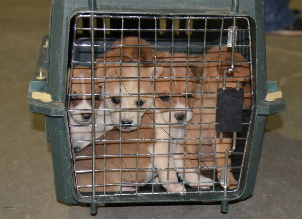 Banfield Foundation Makes $45,000 Grant to AVMA's "Reaching UP" New Mexico Program