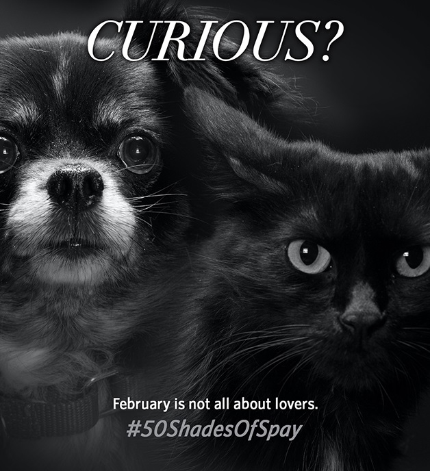Found Animals Announces 50 Shades of Spay Contest
