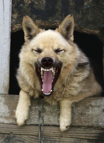 Rabies: Still Deadly, But Antidote More Pleasant