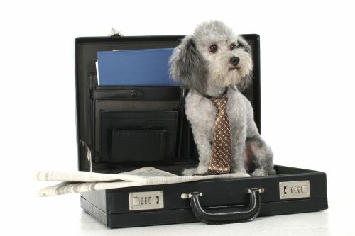 AVMA May Overhaul How It Does Business