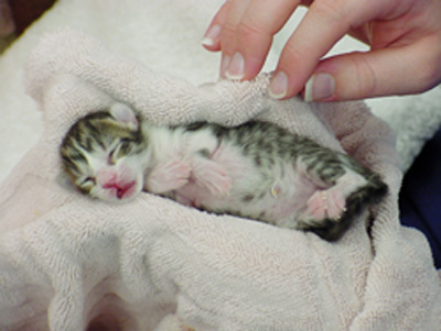 Animal Care Students Help Care For Abandoned Kitten