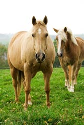 AAEP Updates Equine Vaccination Guidelines