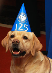 Labrador Retriever Once Again Top Dog In U.S.