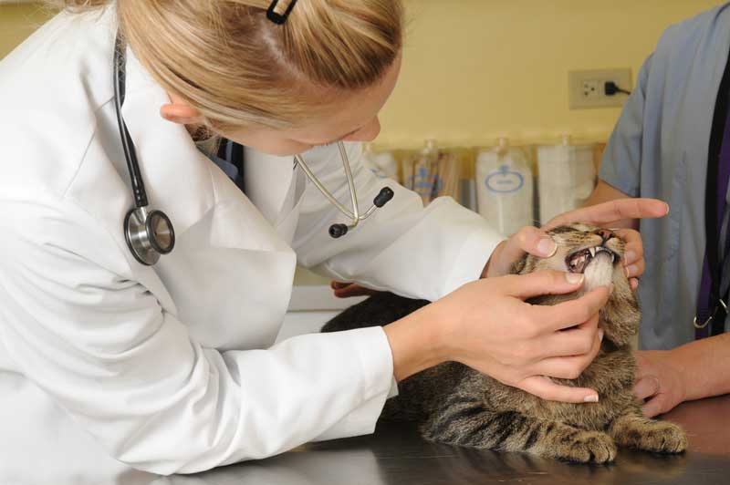 Public Voting Opens for Veterinary Hero Awards
