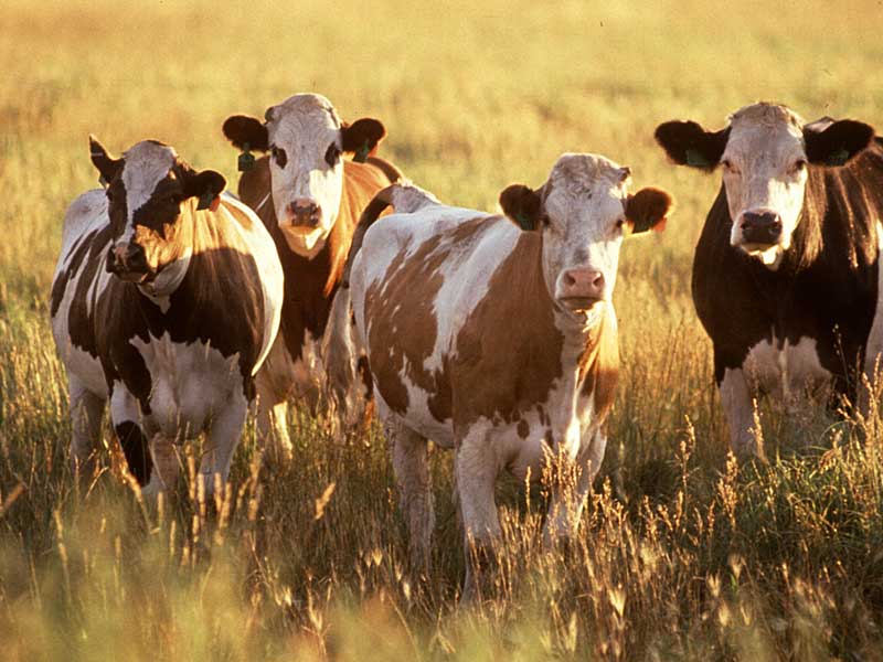 Antibiotic Use in Animals on Decline in Europe