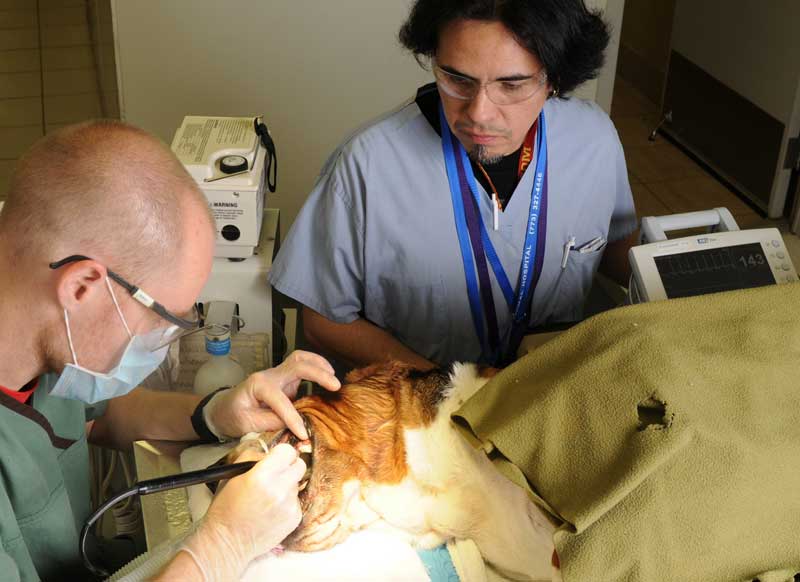 Hurry! Veterinarians Get Brief Tax Break