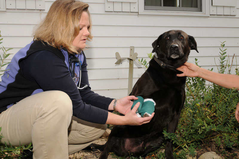 RCVS Moves to Clarify Veterinarian-Client Relationship