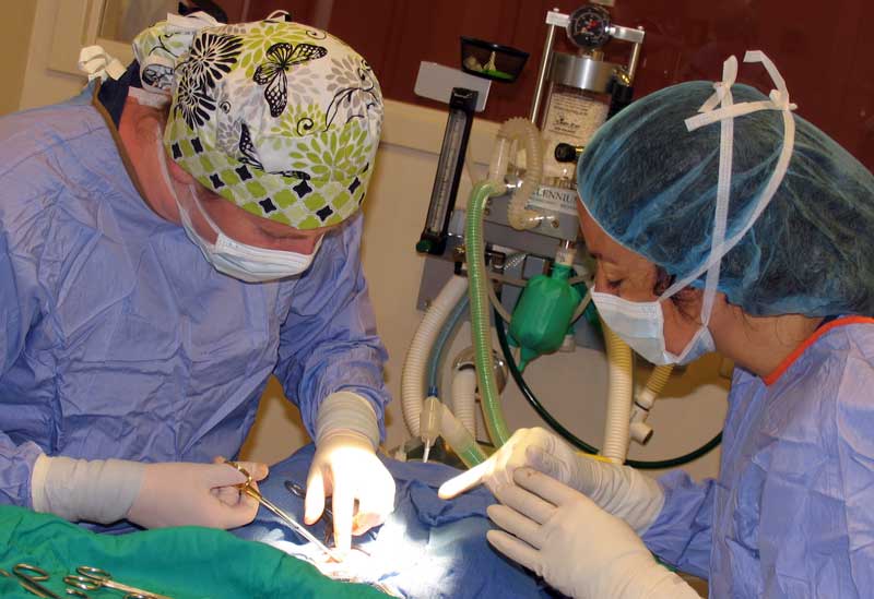 AVMA to Weigh Spay/Neuter Policy Change
