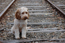St. Louis Forms Animal Abuse Task Force
