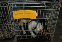 Hill’s Aims For 1 Million Pet Adoptions