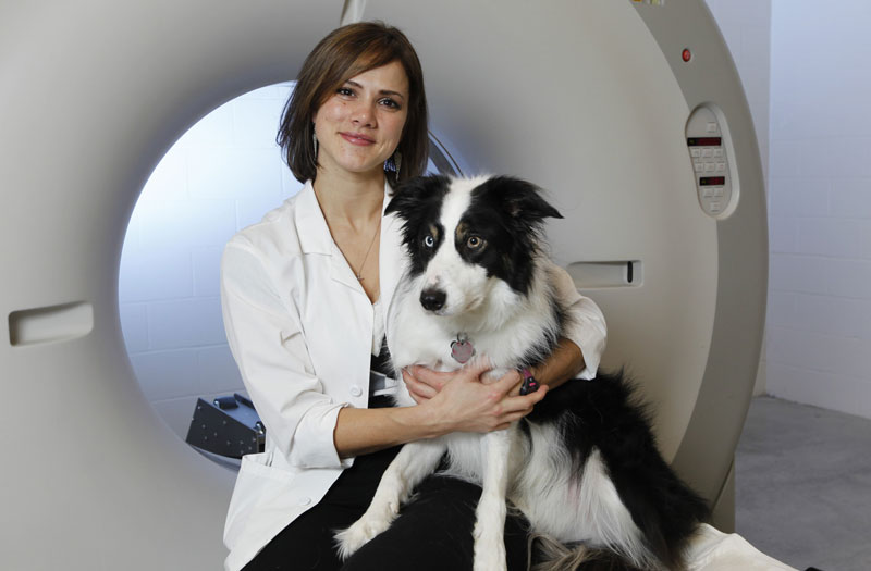 AKC Foundation Selects 6 Research Fellows