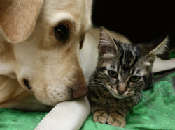 New Spay Program In Michigan Seeks Vet Participation