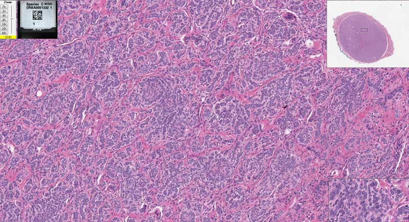 Antech Offers Image-Sharing Diagnostics
