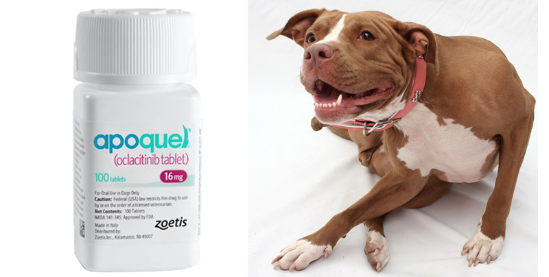 dog itch medication apoquel