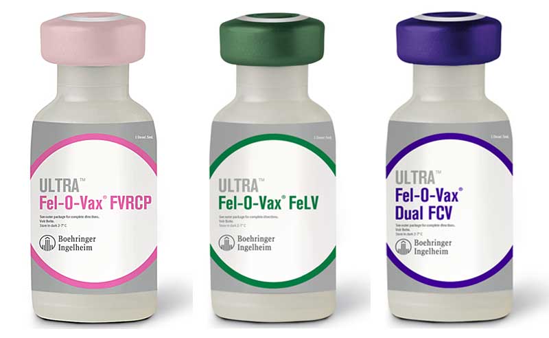 BIVI Launches Low-Dose Feline Vaccines