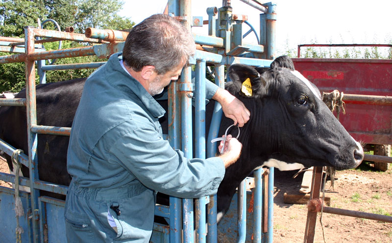 Livestock Pose Giant Threat to British Vets