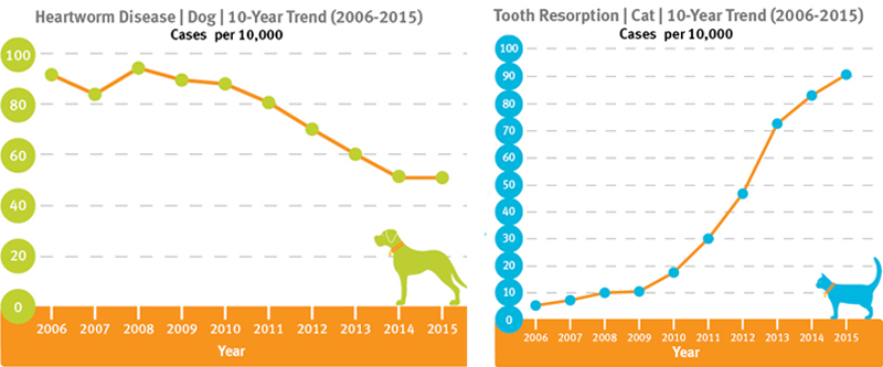 Banfield: Diabetes, Dental Disease on Rise