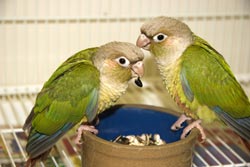 Washington State Pet Warranty Bill Covers Birds