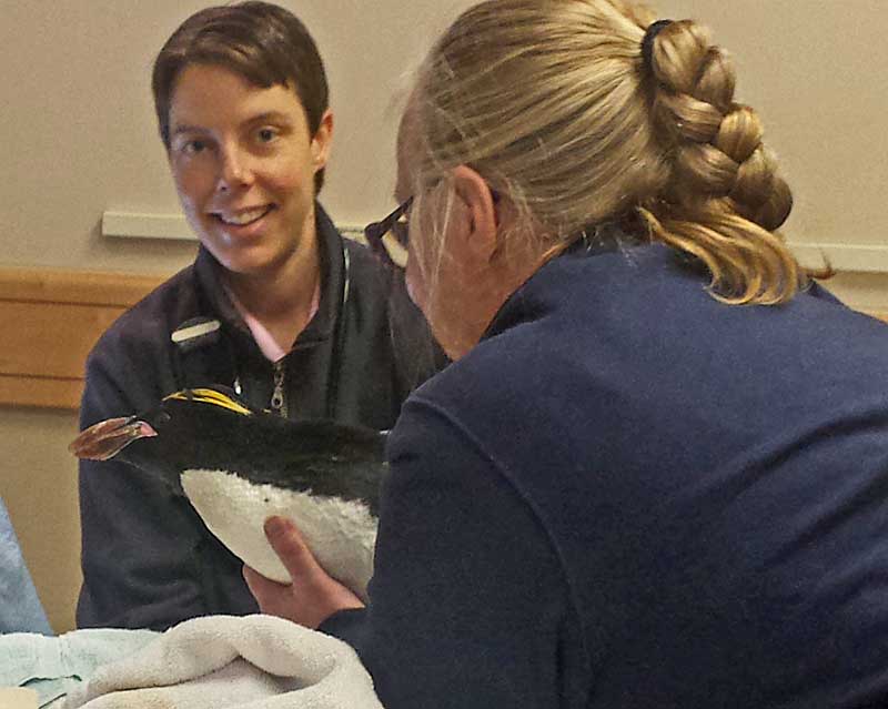 BluePearl Jumps in With Penguin Cataract Surgery