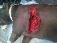 Advances In Veterinary Medicine Improve Wound Care