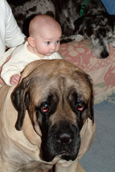 Human-Animal Bond Alive And Well At AVMA New Orleans