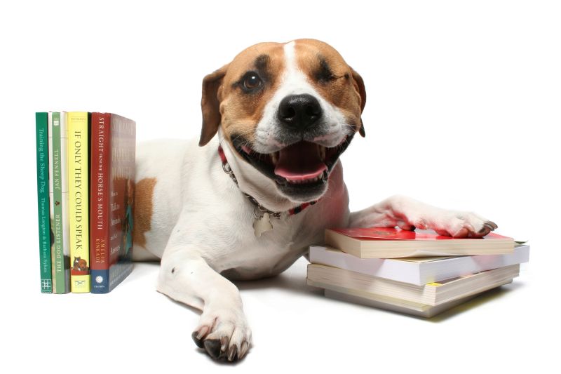 Holding On To What Makes You Happy As A Veterinarian