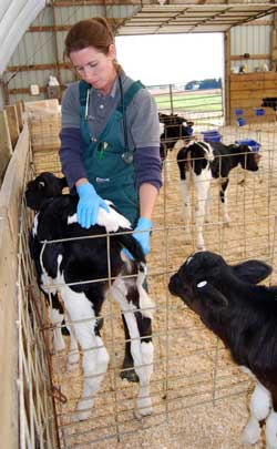 Zoetis, AABP To Award $5,000 Scholarships To Bovine Students