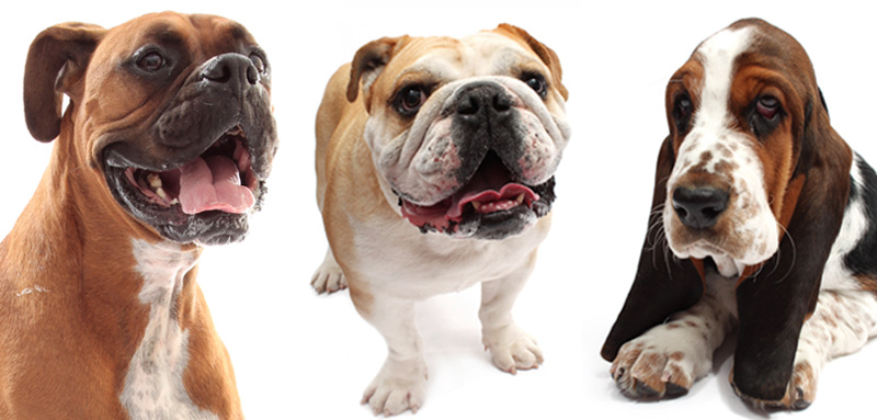 canine lymphoma