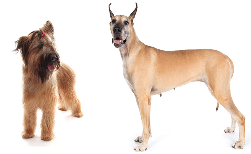 Wanted: 4,600 Dogs for Bloat Study