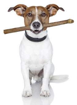 Researchers Report On Caloric, Bacterial Content Of Bully Sticks